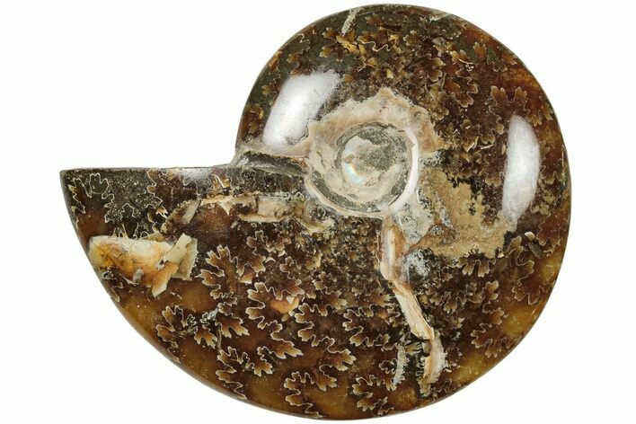 Polished Ammonite (Cleoniceras) Fossil - Madagascar #205097